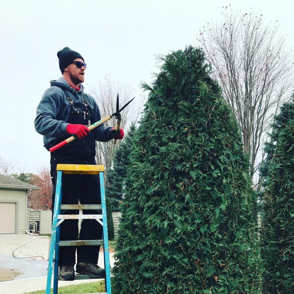 Trimming Arborvitae with a skilled Sequoia Team Member